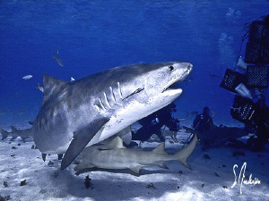 Emma demanding some respect! Tiger Beach - Bahamas by Steven Anderson 